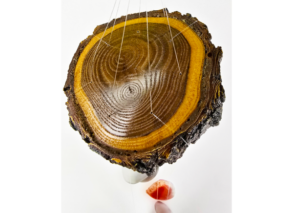 An agate windchime displaying the Cottonwood base that is polished and shows the rings in the wood, and a shiny finish.