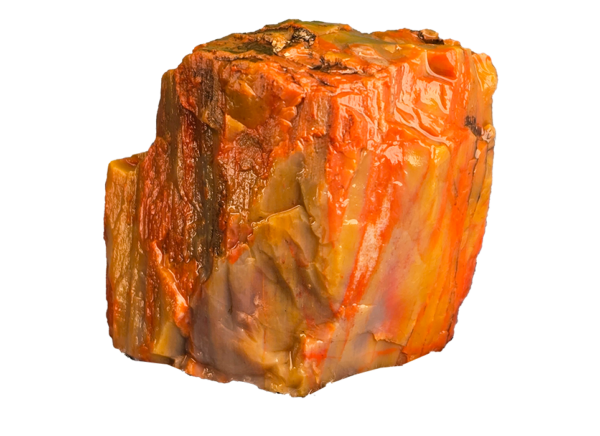 An Arizona Petrified wood chunk, displaying a wide range of colors.