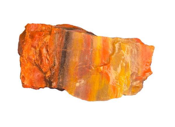 An Arizona Petrified wood chunk, displaying a wide range of colors.