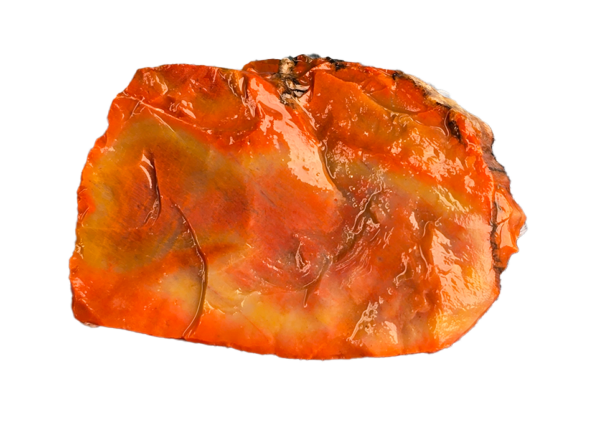 An Arizona Petrified wood chunk, displaying a wide range of colors.
