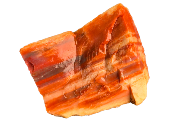 An Arizona Petrified wood chunk, displaying a wide range of colors.