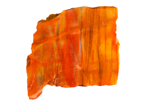 An Arizona Petrified wood chunk, displaying a wide range of colors.