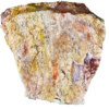 A lacquer-polished chunk of Arizona petrified wood with rich varying colors.