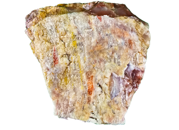 A lacquer-polished chunk of Arizona petrified wood with rich varying colors.