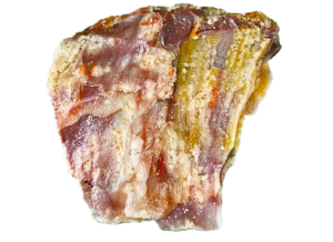 A lacquer-polished chunk of Arizona petrified wood with rich varying colors.