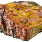 A lacquer-polished chunk of Arizona petrified wood with rich varying colors.