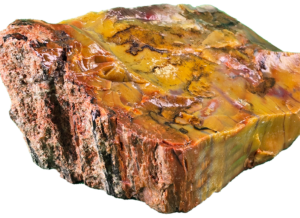 A lacquer-polished chunk of Arizona petrified wood with rich varying colors.