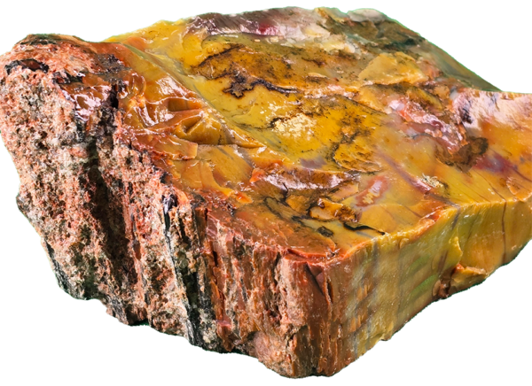 A lacquer-polished chunk of Arizona petrified wood with rich varying colors.