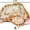 A large Madagascar Petrified wood slab labeled 'A', size says 4.75 inches.