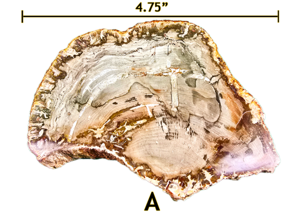 A large Madagascar Petrified wood slab labeled 'A', size says 4.75 inches.