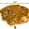 A large Madagascar Petrified wood slab labeled 'B', size says 5.5 inches.