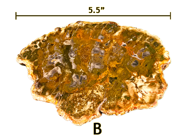 A large Madagascar Petrified wood slab labeled 'B', size says 5.5 inches.