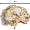 A large Madagascar Petrified wood slab labeled 'C', size says 4.5 inches.
