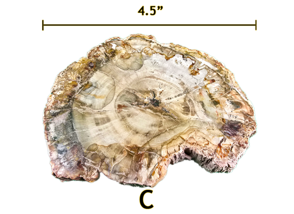 A large Madagascar Petrified wood slab labeled 'C', size says 4.5 inches.