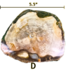 A large Madagascar Petrified wood slab labeled 'D', size says 5.5 inches.