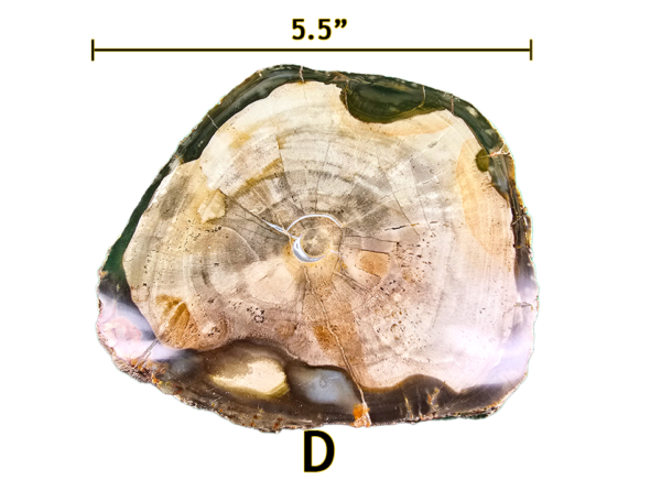 A large Madagascar Petrified wood slab labeled 'D', size says 5.5 inches.