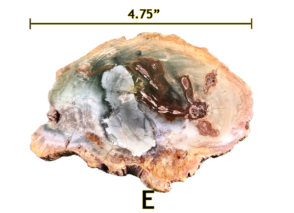 A large Madagascar Petrified wood slab labeled 'E', size says 4.75 inches.
