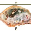 A large Madagascar Petrified wood slab labeled 'F', size says 5 inches.