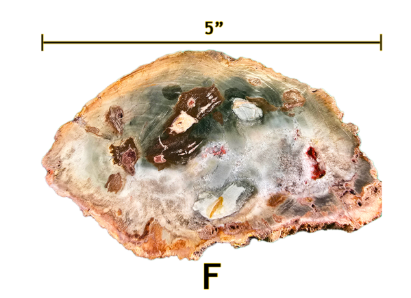A large Madagascar Petrified wood slab labeled 'F', size says 5 inches.