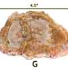 A large Madagascar Petrified wood slab labeled 'G', size says 4.5 inches.
