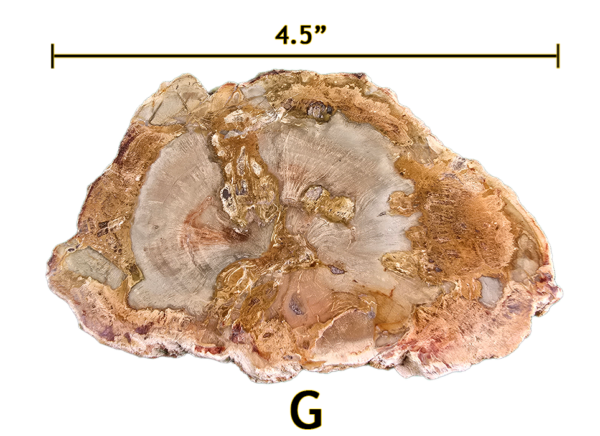 A large Madagascar Petrified wood slab labeled 'G', size says 4.5 inches.
