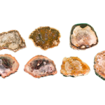 A group shot of Madagascar Petrified Wood slabs polished showing a range of browns, tans.