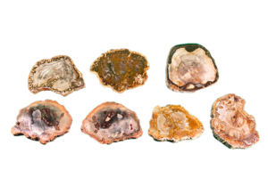 A group shot of Madagascar Petrified Wood slabs polished showing a range of browns, tans.