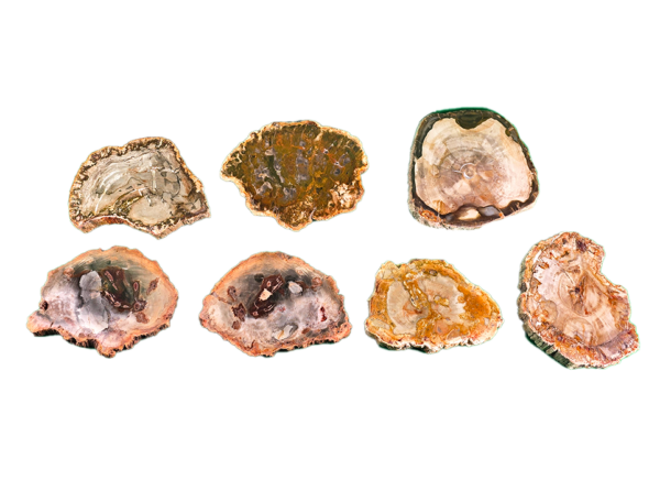 A group shot of Madagascar Petrified Wood slabs polished showing a range of browns, tans.