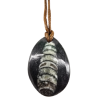 A closeup of an orthoceras polished pendant with light reflecting showing the quality of the polish.