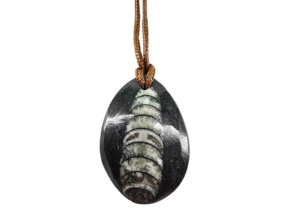 A closeup of an orthoceras polished pendant with light reflecting showing the quality of the polish.