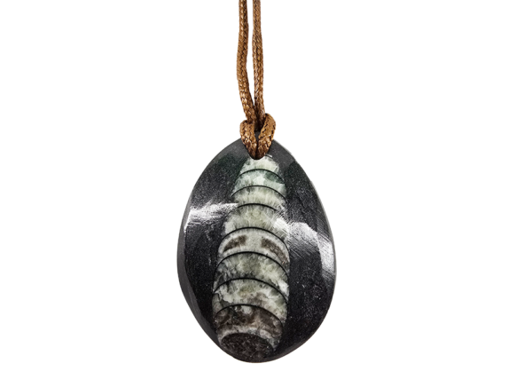 A closeup of an orthoceras polished pendant with light reflecting showing the quality of the polish.