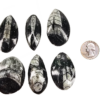 A group of 6 polished orthoceras pendants with a quarter for comparison, all are roughle 2 times the size of the quarter.