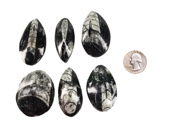 A group of 6 polished orthoceras pendants with a quarter for comparison, all are roughle 2 times the size of the quarter.