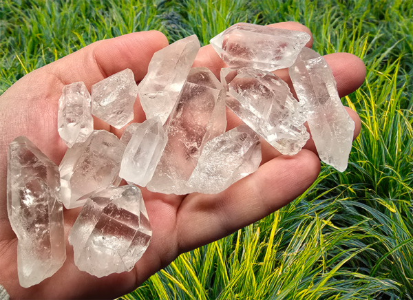 A group of roughly 12 clear quartz crystal points in the palm of a hand with a grass background.