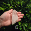 A large clear quartz point in the palm of a hand with a green, leafy background. It is quite large. Labeled 'C'.