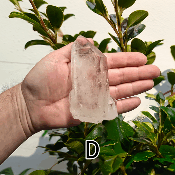 A large clear quartz point in the palm of a hand with a green, leafy background. It is quite large. Labeled 'D'.