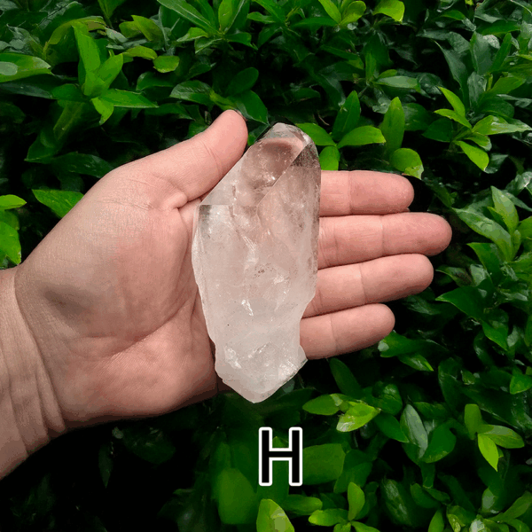 A large clear quartz point in the palm of a hand with a green, leafy background. It is quite large. Labeled 'H'.