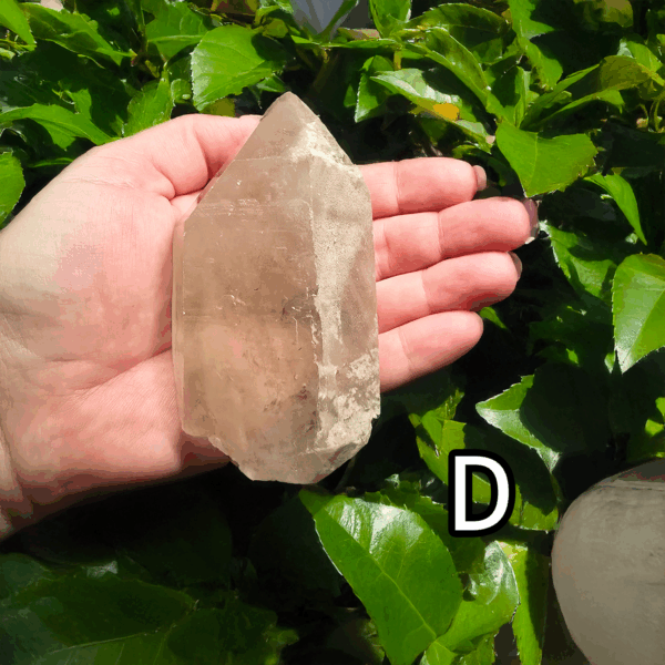 Large clear quartz crystal point with leafy bush backround, labeled 'D'.