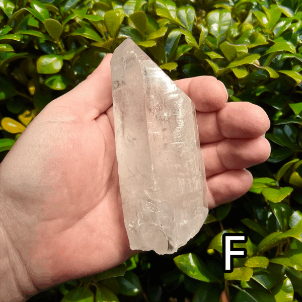 Large clear quartz crystal point with leafy bush backround, labeled 'F'.