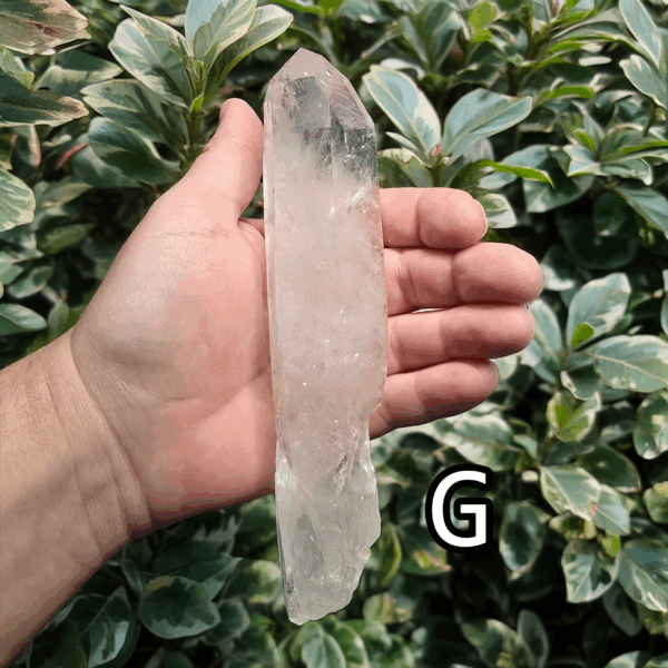 Large clear quartz crystal point with leafy bush backround, labeled 'G'.