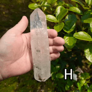 Large clear quartz crystal point with leafy bush backround, labeled 'H'.