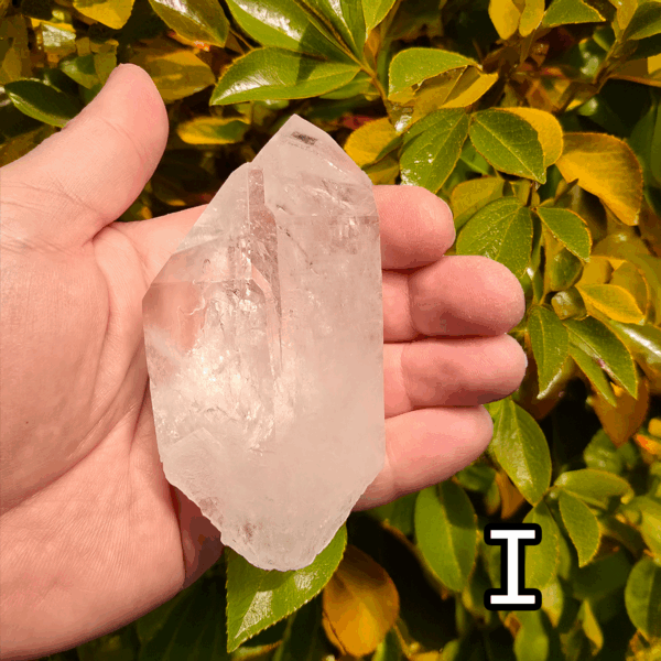 Large clear quartz crystal point with leafy bush backround, labeled 'I'.