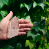 A large clear quartz point in the palm of a hand, it is quite large.