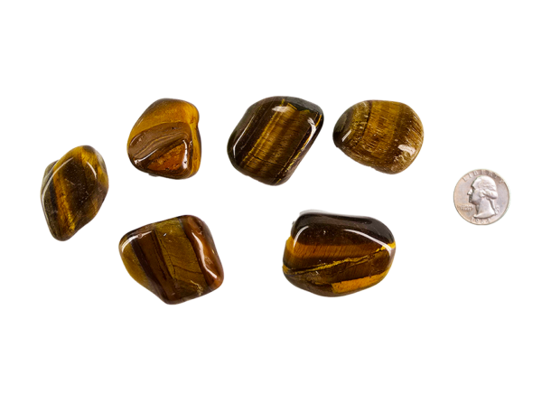 Large A Grade Tiger's Eye tumbled stones with smooth, polished surfaces showcasing rich golden-brown hues and a captivating chatoyancy shimmer, compared to the size of a quarter, it is larger.