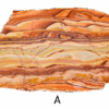 A polished slab of wave dolomite with intricate wavy patterns in the stone, colors ranging from red to beige. Labeled A.