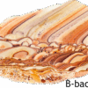 A polished slab of wave dolomite with intricate wavy patterns in the stone, colors ranging from red to beige. Labeled B-back.