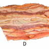 A polished slab of wave dolomite with intricate wavy patterns in the stone, colors ranging from red to beige. Labeled D.