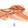 A polished slab of wave dolomite with intricate wavy patterns in the stone, colors ranging from red to beige. Labeled G.