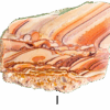 A polished slab of wave dolomite with intricate wavy patterns in the stone, colors ranging from red to beige. Labeled I.