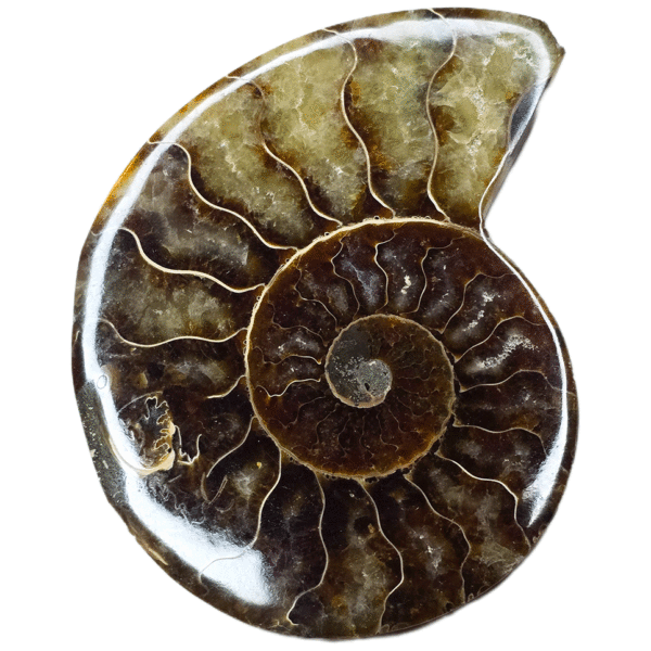 Medium ammonite fossil